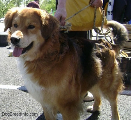 Close up front side view - A thick coated, tan with black and white Shollie is standing on a parking lot and it is looking to the left. Its mouth is open and tongue is out. There is a person standing behind it. Its v shaped ears are hanging down to the sides.